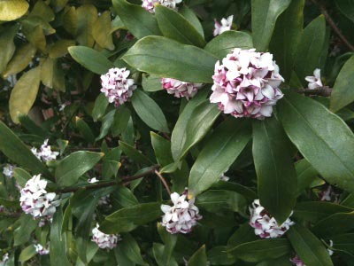 沈丁花