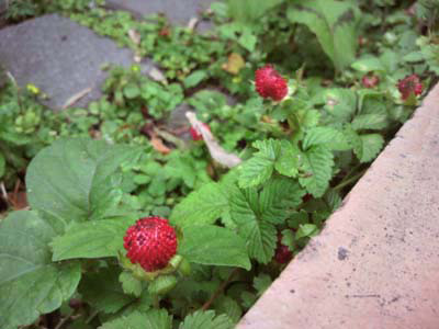 大豆ぐらいの大きさ