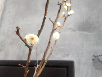 120123i_01.jpg