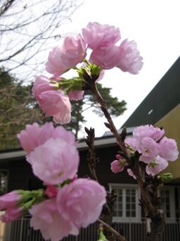 Sakura3.JPG